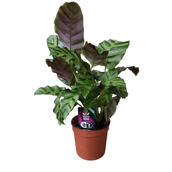 <h4>Calathea 12cm Greenstar</h4>