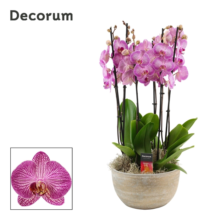 <h4>Faya 6 tak symphony purple (Deco-collection)</h4>