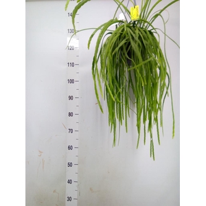 Lepismium bolivianum