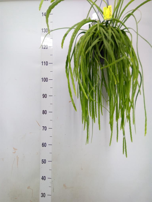 <h4>Lepismium bolivianum</h4>