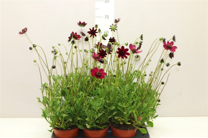 <h4>Cosmos Atrosanguineus Choclat</h4>