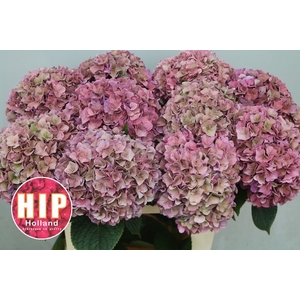 HYDR M CH RODEO CL