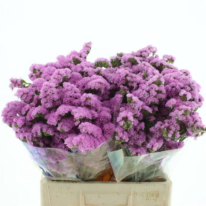 <h4>Limonium St Pink Birds X50</h4>