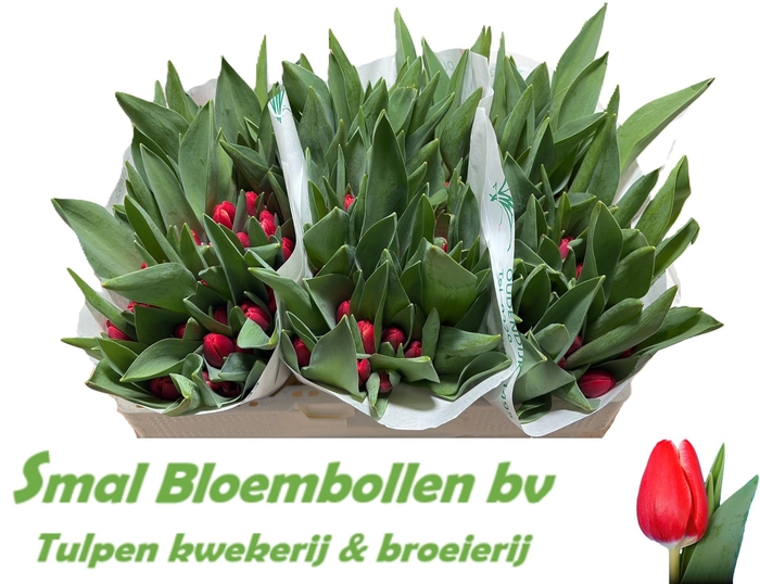 <h4>TU EN KUNG-FU</h4>