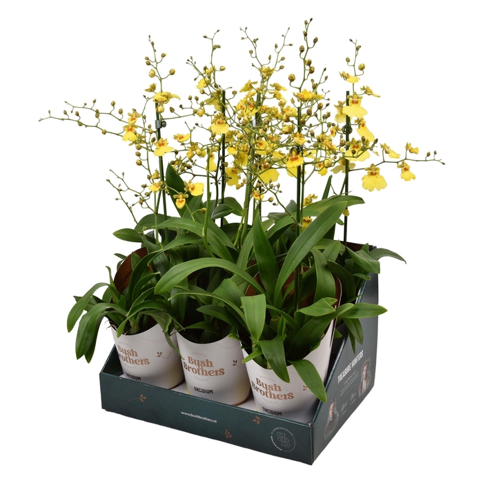 <h4>Oncidium Münsterland Stern 1 tak 12 cm in Bush Brothers showdoos met potcover</h4>