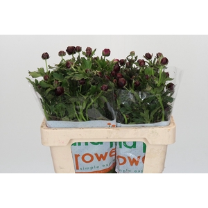 Ranunculus Magical Chocolate