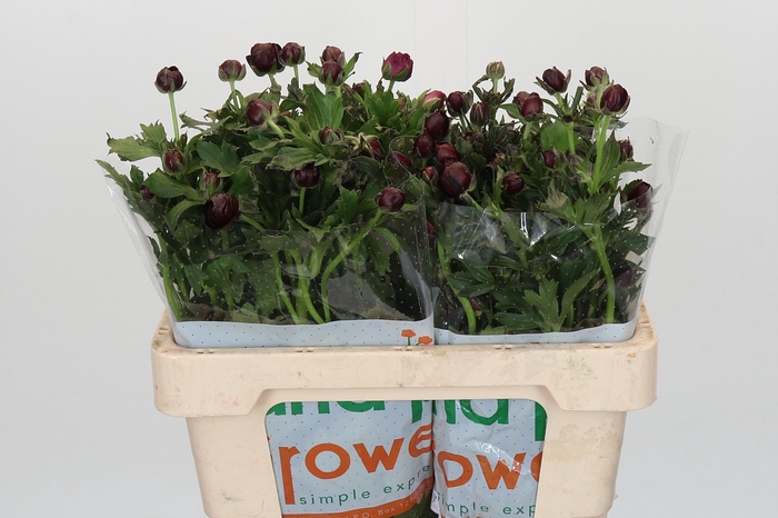 Ranunculus Magical Chocolate