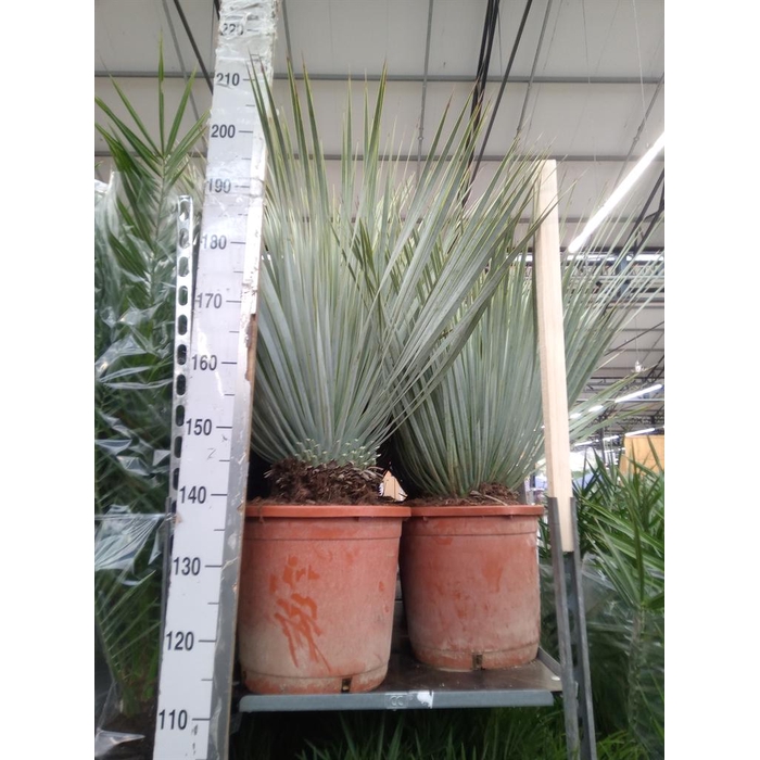 <h4>Yucca rostrata</h4>