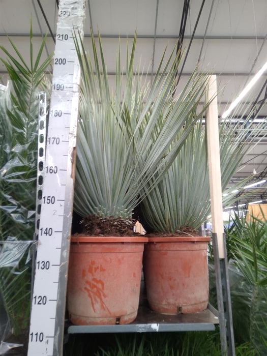 Yucca rostrata