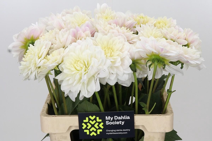 <h4>Dahlia Albaia</h4>