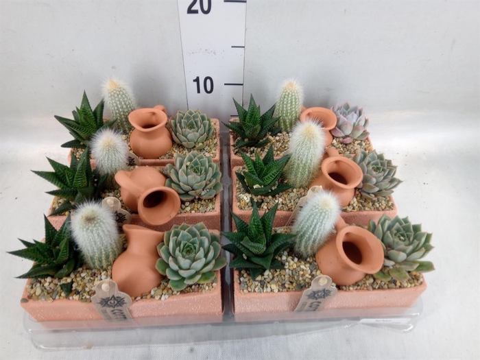 <h4>Arr.  Cactus L%</h4>