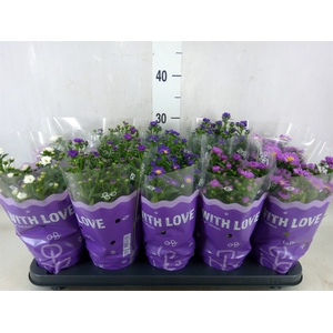 Aster N-B 'Starletta' ..mix