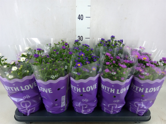 <h4>Aster N-B 'Starletta' ..mix</h4>
