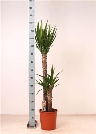 <h4>Yucca 90-45 Cm 2 Stek Per Pot</h4>