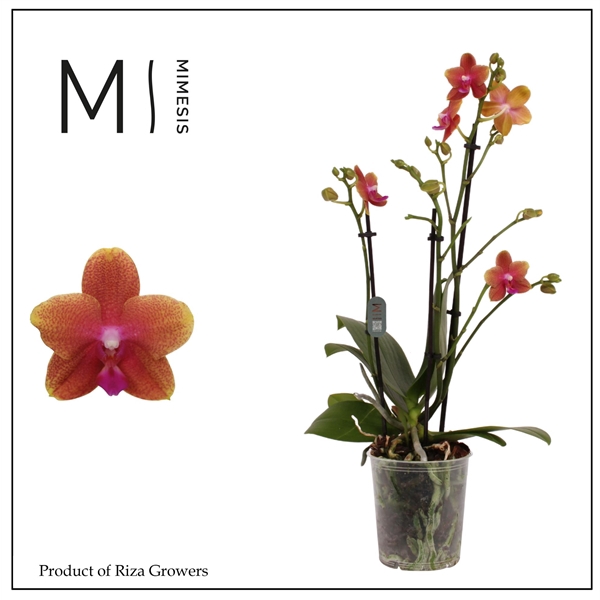 <h4>Mimesis Phal. Bolgheri - 3 spike 12cm</h4>