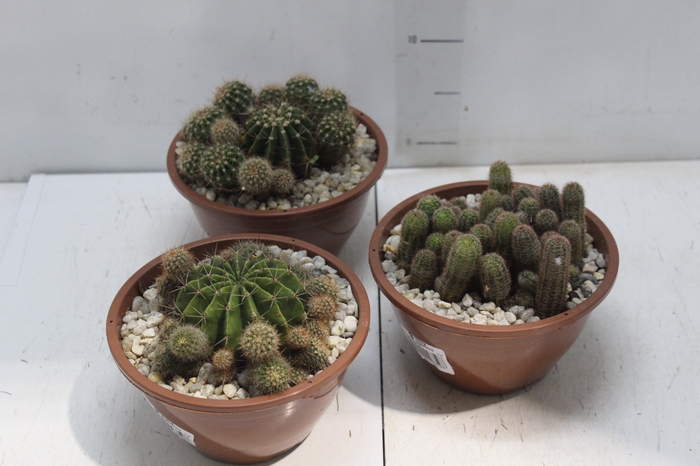 <h4>CACTUS VARIADO C18</h4>