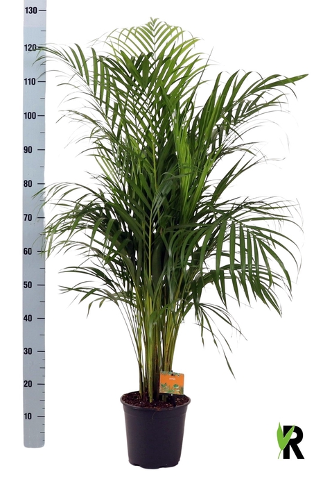 <h4>DYPSIS LUTESCENS</h4>