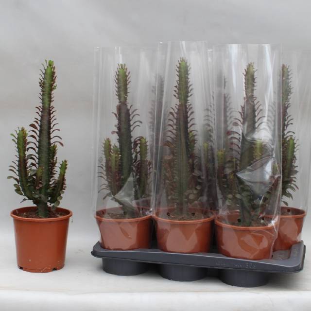 <h4>EUPHOR TRIG RUBRA P17 60CM</h4>