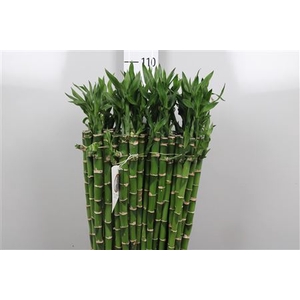 Drac Lucky Bamboo 90cm Straight