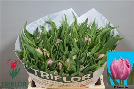 <h4>Tu Du Pricewise</h4>