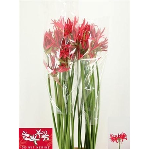 Nerine Co Desi