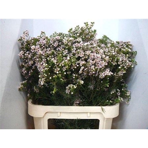 Chame Un Jupiter Sol