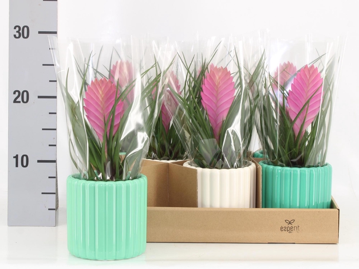 <h4>ARR KAMERPL</h4>