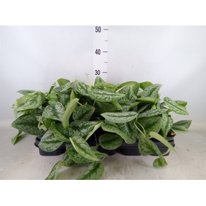 Scindapsus pictus 'Trebie'