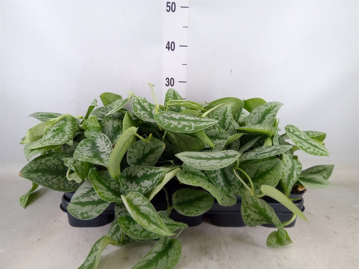 <h4>Scindapsus pictus 'Trebie'</h4>