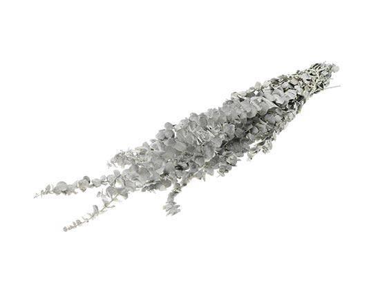 Bunch Eucalyptus Baby 150g L60/75