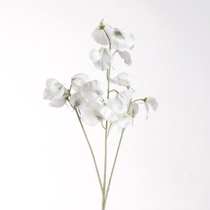 AF Lathyrus spr x3 L75cm cream