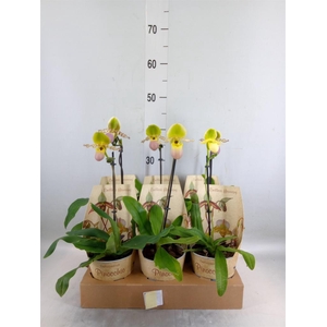 Paphiopedilum   ...multiflower mix
