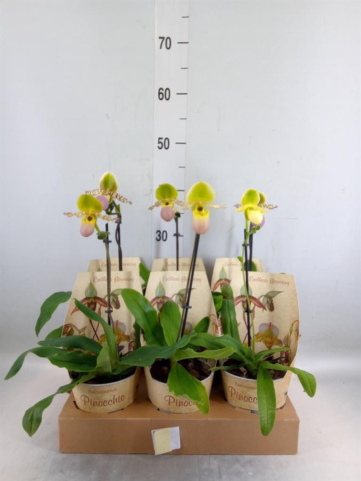 <h4>Paphiopedilum ...multiflower mix</h4>