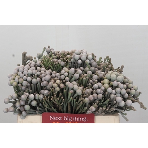 Kaaps Groen Silver Brunia