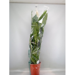 Spathiphyllum  'Sweet Sebastiano'