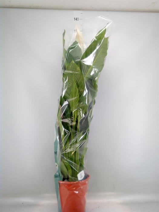 <h4>Spathiphyllum  'Sweet Sebastiano'</h4>