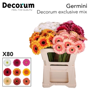 Germini Mix Exclusive Water