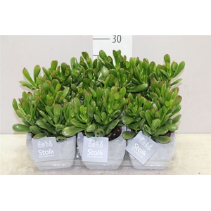 Crassula Horn Tree Stone Keramiek