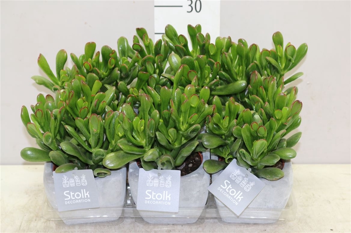 <h4>Crassula Horn Tree Stone Keramiek</h4>