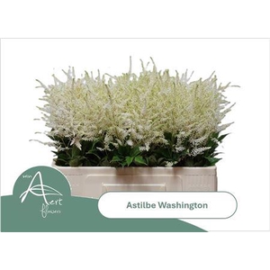 Astilbe Ja Washington