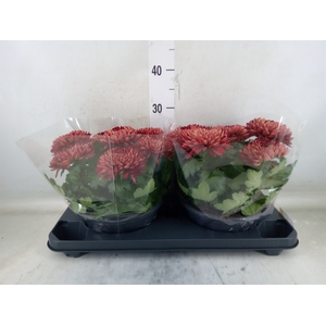 Chrysanthemum  'Cosmo Bordeaux'