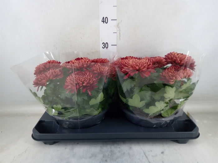 <h4>Chrysanthemum  'Cosmo Bordeaux'</h4>