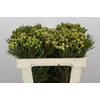 Kaaps Groen Baubles Young