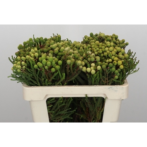 Kaaps Groen Baubles Young
