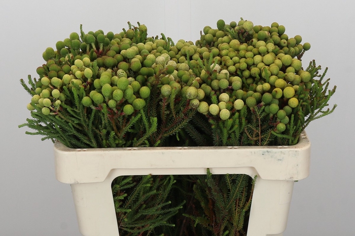 <h4>Kaaps Groen Baubles Young</h4>