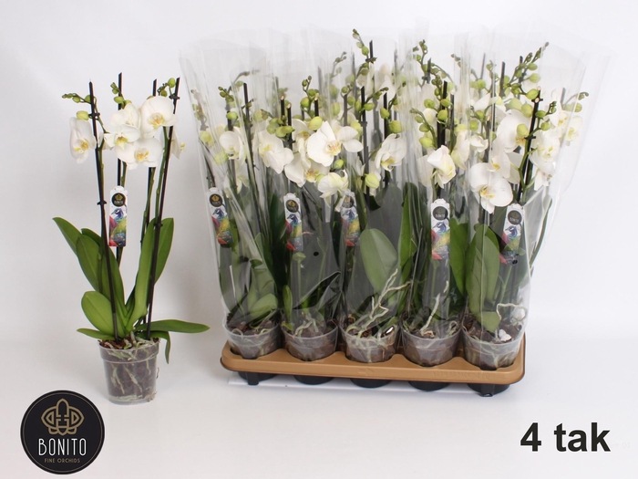 <h4>PHAL AN NOTTINGHAM</h4>