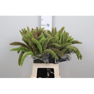 Setaria Italica Red Jewel