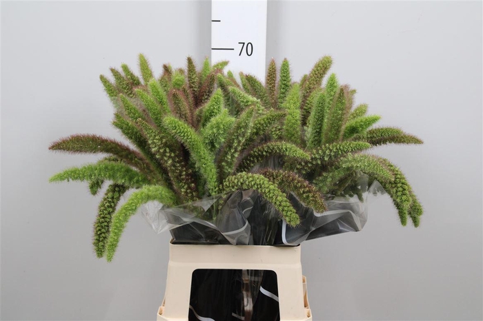 <h4>Setaria Italica Red Jewel</h4>