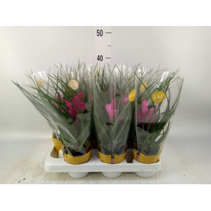 Tillandsia cyanea 'Josee'