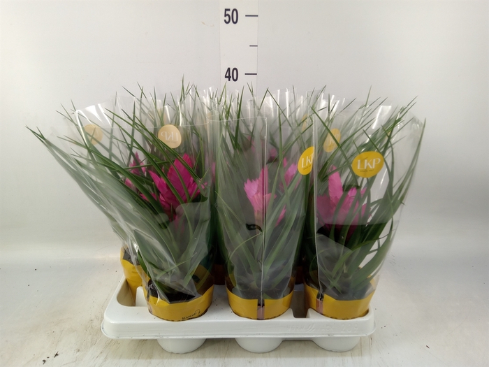 <h4>Tillandsia cyanea 'Josee'</h4>